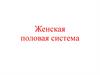 Женская половая система