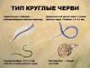 Круглые черви. (7)