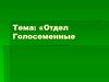 Отдел Голосеменные