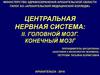 Центральная нервная система: головной мозг, конечный мозг. Лекция 11