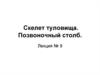 Скелет туловища. Позвоночный столб. Лекция № 9