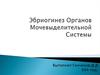 Эбриогинез органов мочевыделительной системы