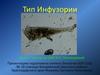 Тип Инфузории.  7 класс