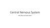 Central Nervous System