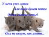 Для тебя букет котов