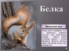Белка