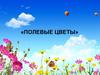 Полевые цветы