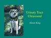 Urinary Tract Ultrasound