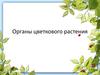 Органы цветкового растения. Лист