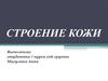 Строение кожи
