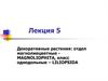 Декоративные растения: отдел магнолиецветные. Лекция 05