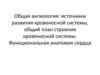 Ангиология. Источники развития кровеносной системы, общий план строения кровеносной системы. Функциональная анатомия сердца