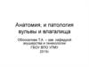 Анатомия и патология вульвы и влагалища