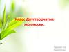 Класс Двустворчатые моллюски