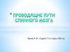 Спинной мозг. Проводящие пути