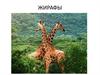 Мастер-класс. Жирафы