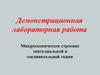 Демонстрационная лабораторная работа. Микроскопическое строение эпителиальной и соединительной ткани