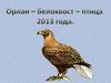 Орлан - белохвост - птица