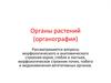 Органография. Органы растений