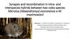 Synapsis and recombination in intra- and interspecies hybrids between two voles species Microtus (Alexandromys)