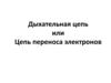 Дыхательная цепь или Цепь переноса электронов. Тема 5