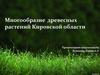 Многообразие  древесных растений Кировской области
