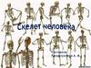 Скелет человека