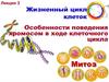Жизненный цикл клеток. Особенности поведения хромосом в ходе клеточного цикла. Митоз