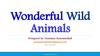 Wonderful wild animals