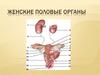 Женские половые органы