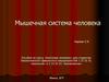 Мышечная система человека
