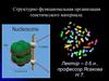 Структурно-функциональная организация генетического материала