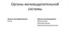 Органы мочевыделительной системы
