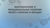 Анатомические и функциональные различия мозга у мужчин и женщин