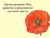 Органы растений. Рост, развитие и размножение растений. Цветок