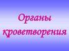 Органы кроветворения