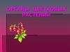 Органы цветковых растений