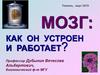 Мозг: как он устроен и работает