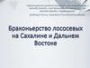 Браконьерство лососевых на Сахалине и Дальнем Востоке