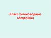 Класс Земноводные