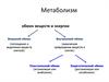 Метаболизм. Обмен веществ и энергии