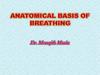 Anatomical Basis of Breathing