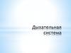 Дыхательная система