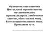 Функциональная анатомия центральной нервной системы