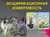 Модификационная изменчивость