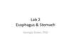 Lab 2 Esophagus & Stomach