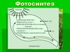 Фотосинтез. Лист как орган фотосинтеза