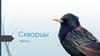 Скворцы. Часть 2