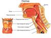 Заболевания глотки