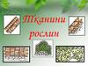 Тканини рослин